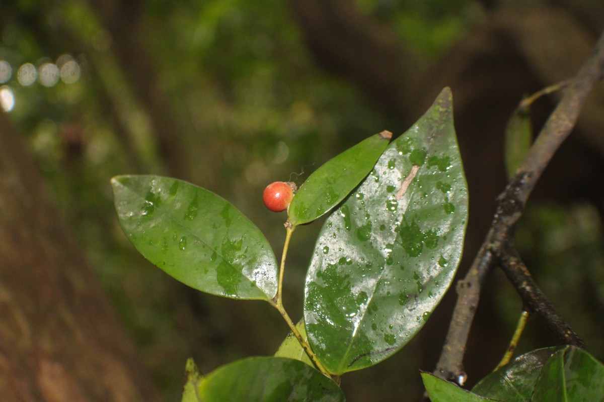 Polyalthia persicifolia (Hook.f. & Thomson) Bedd.